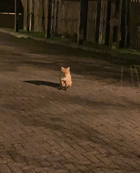 Areej  Grey - Profile Photo