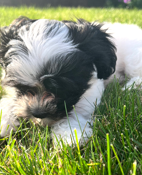 Pobb Igff - Profile Photo