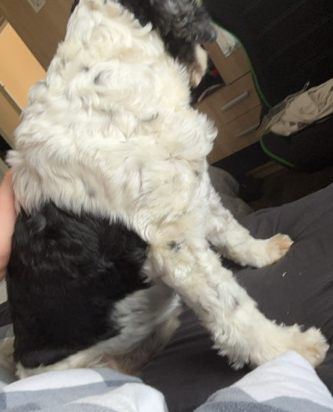 Patrick Van der meule - Profile Photo