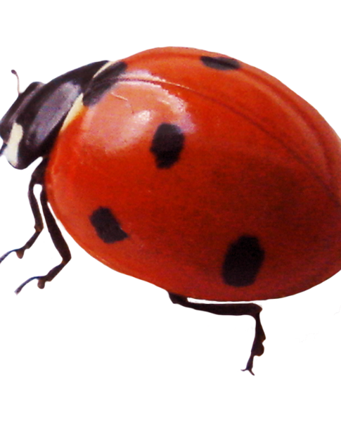 robb Berck - Profile Photo