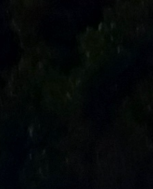 cropped_image-237