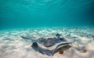 Tracy heard - Project Casting Gallery Image 5 Tracy heard - Gallery Image 5