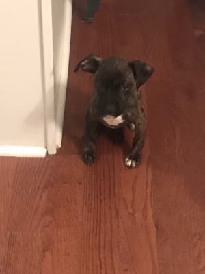 aaliyahh Inthavongas - Project Casting Gallery Image 3 aaliyahh Inthavongas - Gallery Image 3