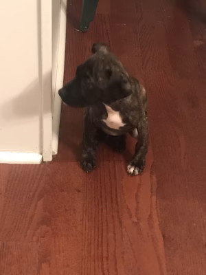 aaliyahh Inthavongas - Project Casting Gallery Image 1 aaliyahh Inthavongas - Gallery Image 1