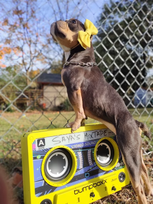 Dianna  Correa - Gallery Image 6