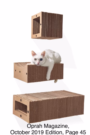 Prince Snowflake  The Celebrity Cat - Gallery Image 4