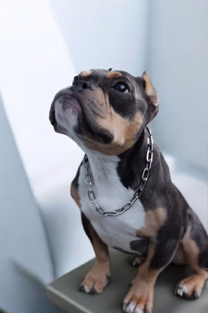 Dianna  Correa - Gallery Image 4