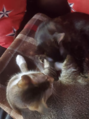 Daniel Jaramillo - Project Casting Gallery Image 3 Daniel Jaramillo - Gallery Image 3