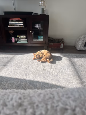 Angelina DiTommaso - Project Casting Gallery Image 9 Angelina DiTommaso - Gallery Image 9