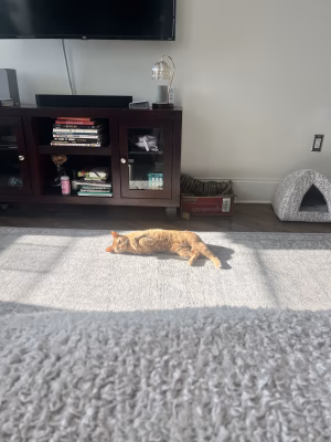 Angelina DiTommaso - Project Casting Gallery Image 8 Angelina DiTommaso - Gallery Image 8