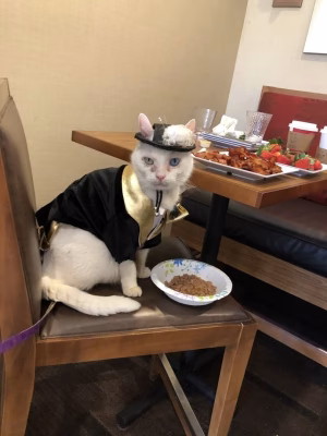 Prince Snowflake  The Celebrity Cat - Gallery Image 13