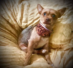 william dyer - Gallery Image 13