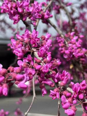 Natalie McDonough - Gallery Image 16