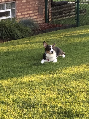 Dean Wilson - Gallery Image 5